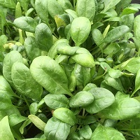 Spinach